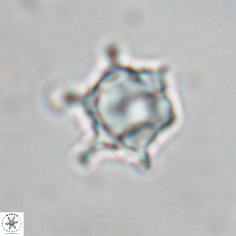 Discoaster virginianus VR 19494