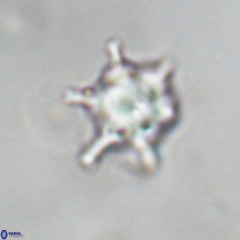 Discoaster virginianus VR 19495