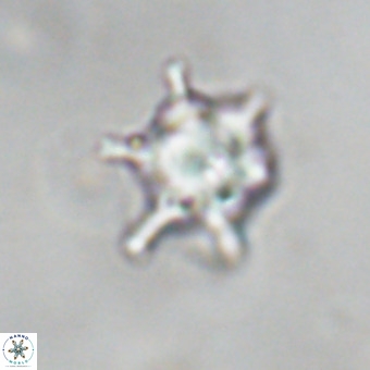 Discoaster virginianus VR 19495