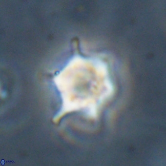 Discoaster virginianus VR 19497