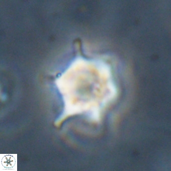 Discoaster virginianus VR 19497