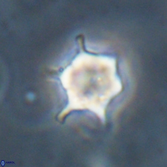 Discoaster virginianus VR 19498