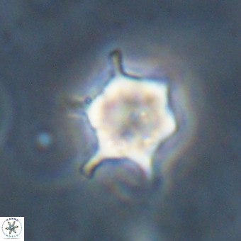 Discoaster virginianus VR 19498