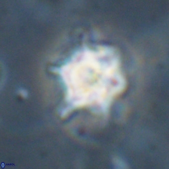 Discoaster virginianus VR 19499