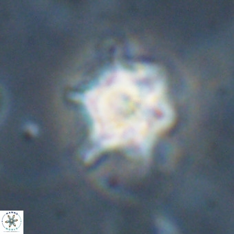 Discoaster virginianus VR 19499