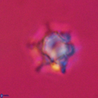 Discoaster virginianus VR 19490