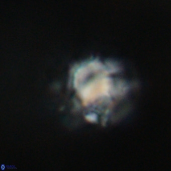 Discoaster virginianus VR 19491