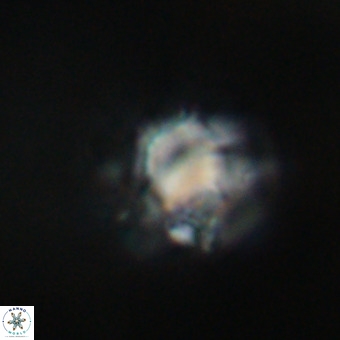 Discoaster virginianus VR 19491