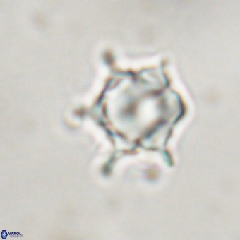 Discoaster virginianus VR 19505