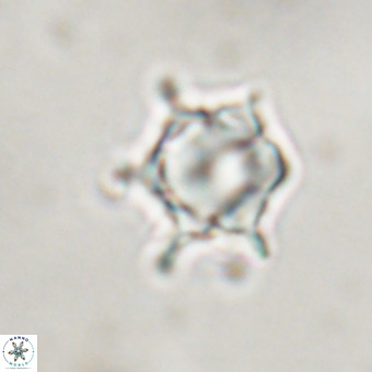 Discoaster virginianus VR 19505