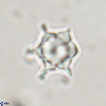 Discoaster virginianus VR 19508