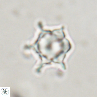 Discoaster virginianus VR 19508
