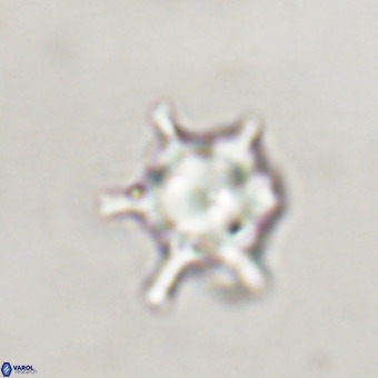 Discoaster virginianus VR 19509