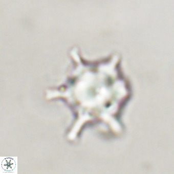 Discoaster virginianus VR 19509