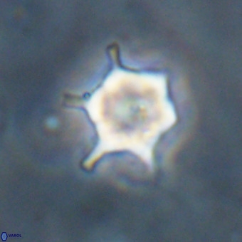 Discoaster virginianus VR 19500