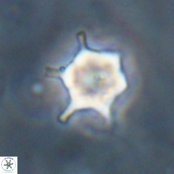 Discoaster virginianus VR 19500