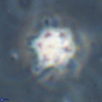 Discoaster virginianus VR 19501