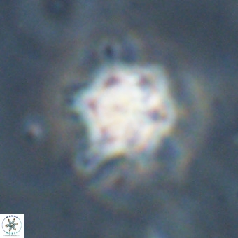 Discoaster virginianus VR 19501