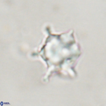 Discoaster virginianus VR 19511