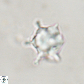 Discoaster virginianus VR 19511