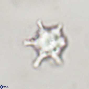 Discoaster virginianus VR 19512