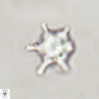 Discoaster virginianus VR 19512