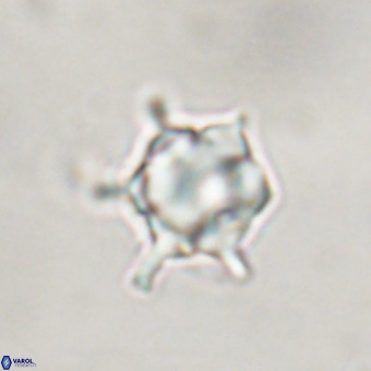 Discoaster virginianus VR 19513