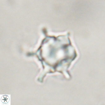 Discoaster virginianus VR 19513