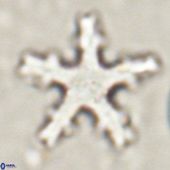 Discoaster wilcoxonii VR 027247