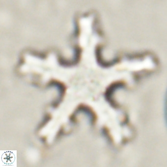 Discoaster wilcoxonii VR 027247