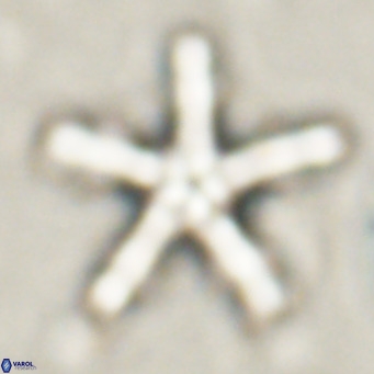 Discoaster wilcoxonii VR 027248