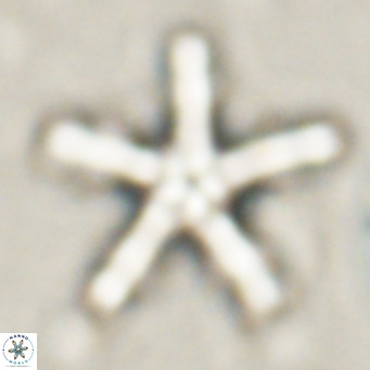 Discoaster wilcoxonii VR 027248