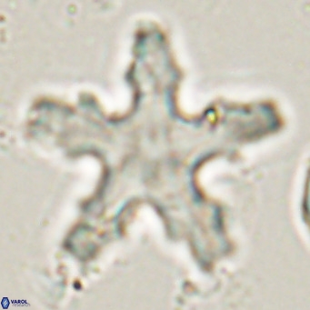 Discoaster wilcoxonii VR 027249