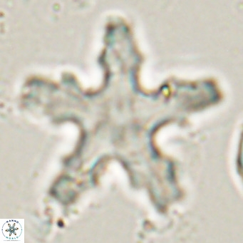 Discoaster wilcoxonii VR 027249