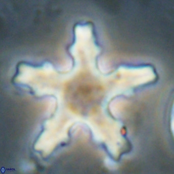 Discoaster wilcoxonii VR 027254