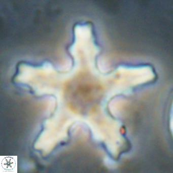 Discoaster wilcoxonii VR 027254