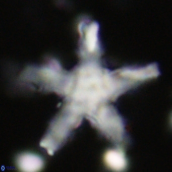 Discoaster wilcoxonii VR 027255