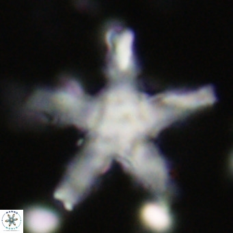 Discoaster wilcoxonii VR 027255