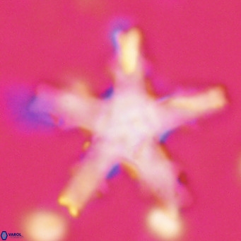 Discoaster wilcoxonii VR 027256