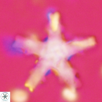 Discoaster wilcoxonii VR 027256