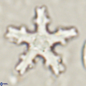 Discoaster wilcoxonii VR 027250