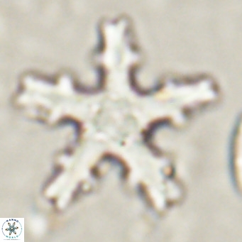 Discoaster wilcoxonii VR 027250