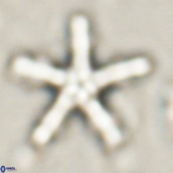 Discoaster wilcoxonii VR 027251