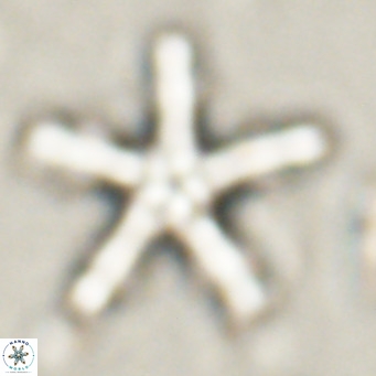 Discoaster wilcoxonii VR 027251