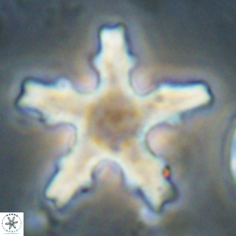 Discoaster wilcoxonii VR 027252