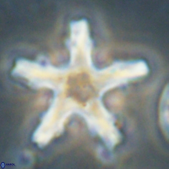 Discoaster wilcoxonii VR 027253