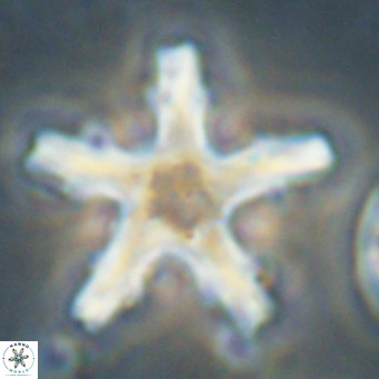 Discoaster wilcoxonii VR 027253