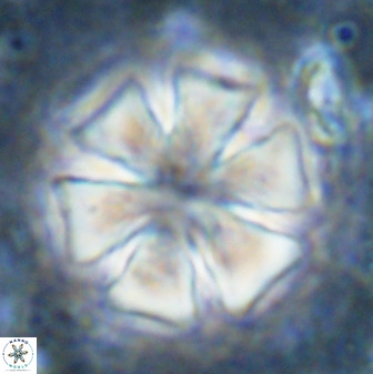 Discoaster woodringi 49259