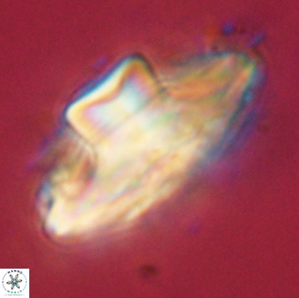 Discoaster bordii 58016