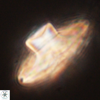 Discoaster bordii 58018